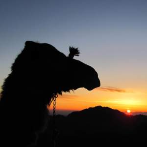 Camel at dawn 