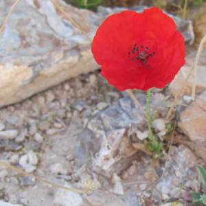 Flower growing on stony ground.