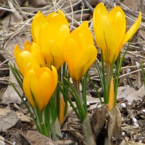 yellow crocuses