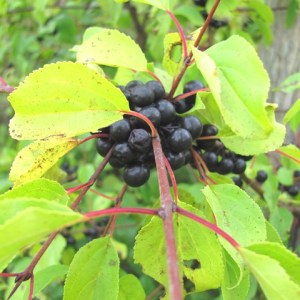 berries on a branch
