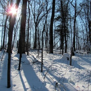 snow, trees and sun